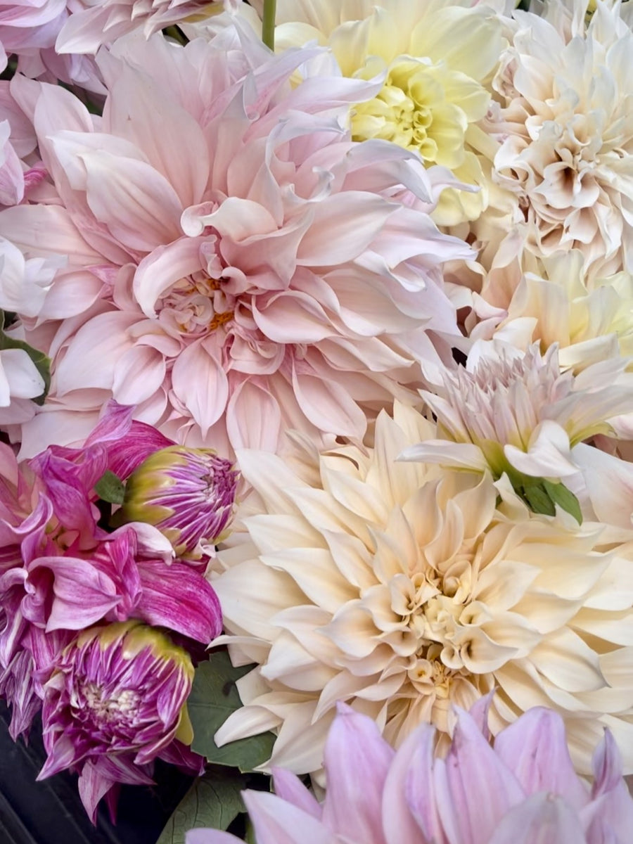 Dahlia Stems (Wholesale) Lily's Garden Store