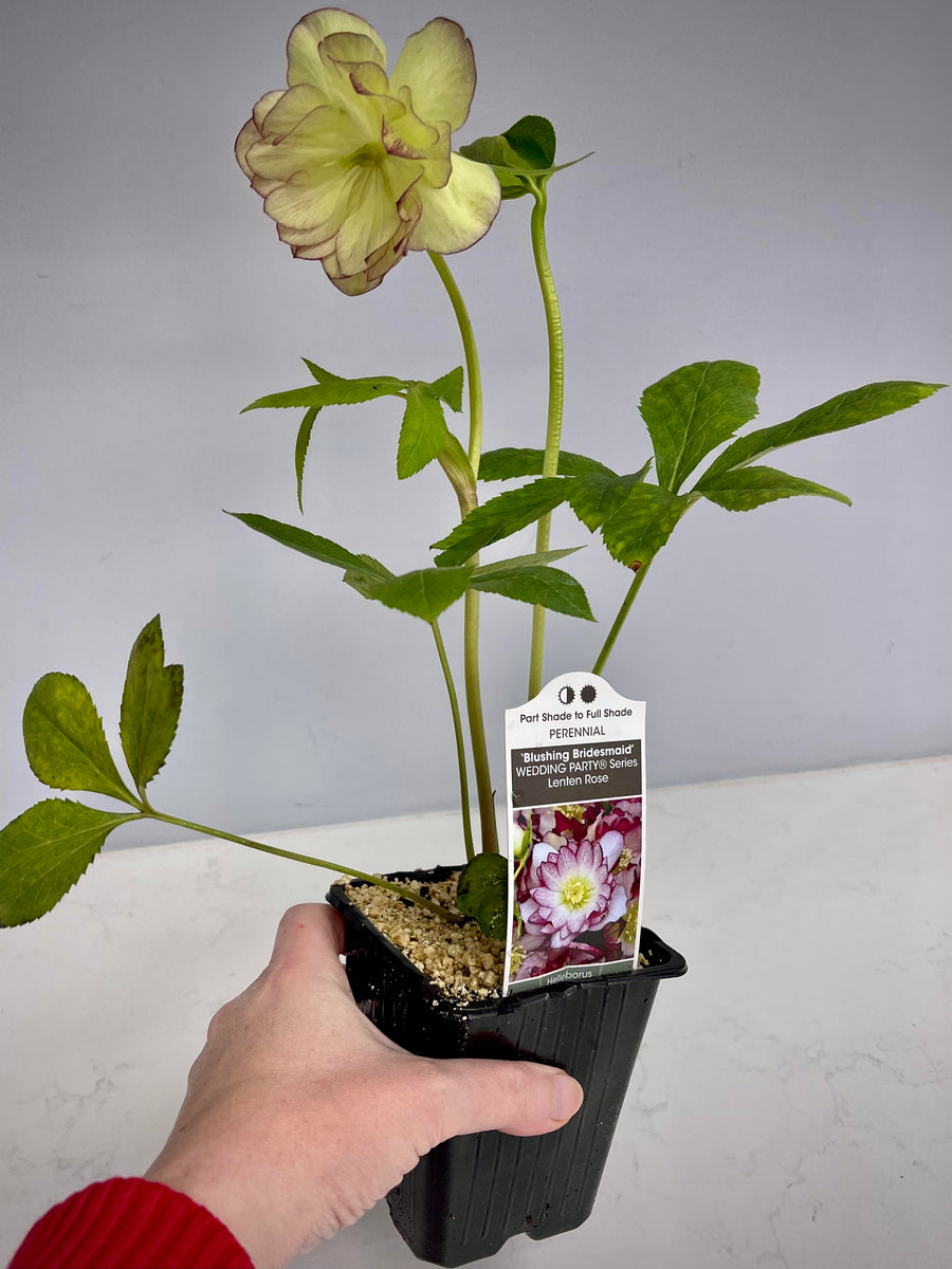 open lace back dress Helleborus First Dance 1gal. Wedding Party – Cornell Farm