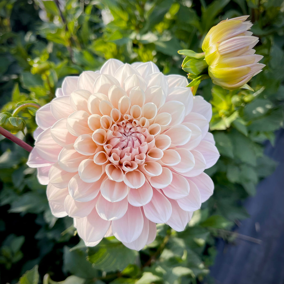 Dahlia 'Sweet Nathalie' - Formal Decorative (1 farm tuber
