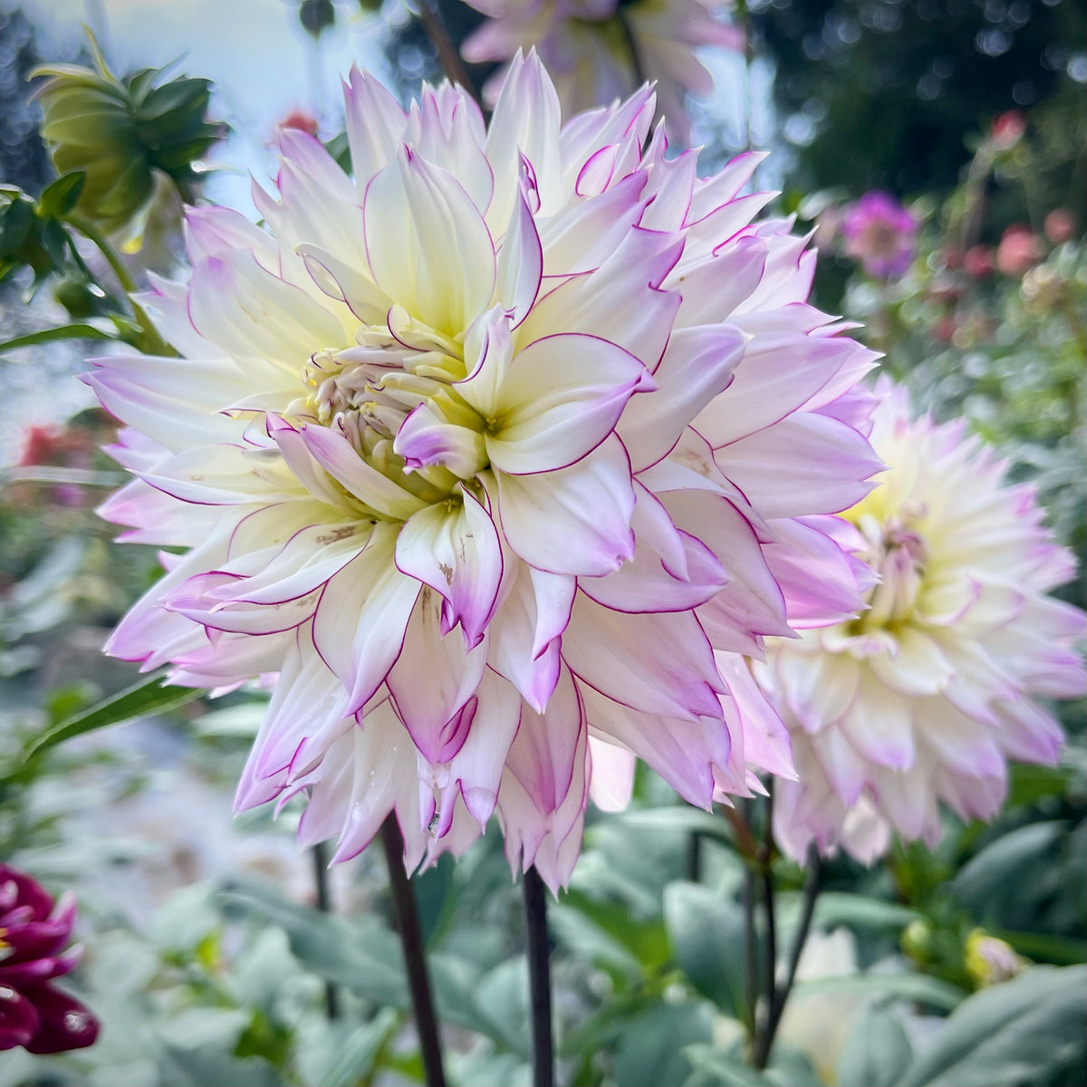 Dahlia 'Crazy Love' - Informal Decorative (1 farm tuber) – Lily's