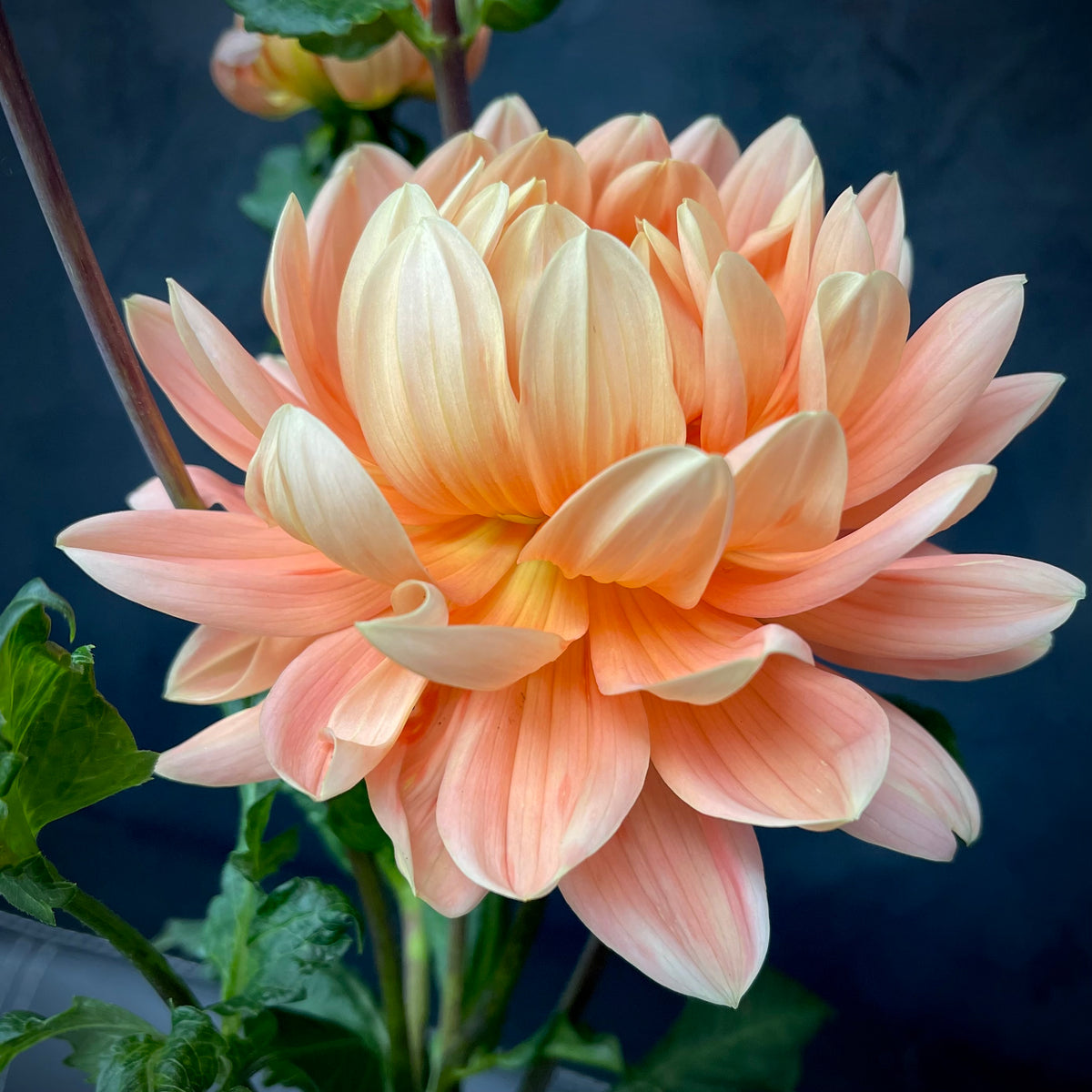 Dahlia 'Hollyhill Serenity' - Waterlily (1 cutting) – Lily's