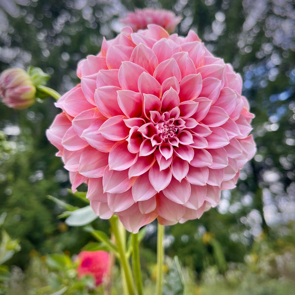 Dahlia Peaches N Cream