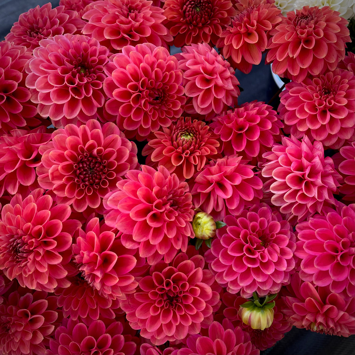 Flower. Zen Artistry T81-1 in Chicago IL - Soukal Floral Co