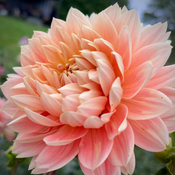 Dahlia 'Carolina Wagemans' - Watelily (1 farm tuber)