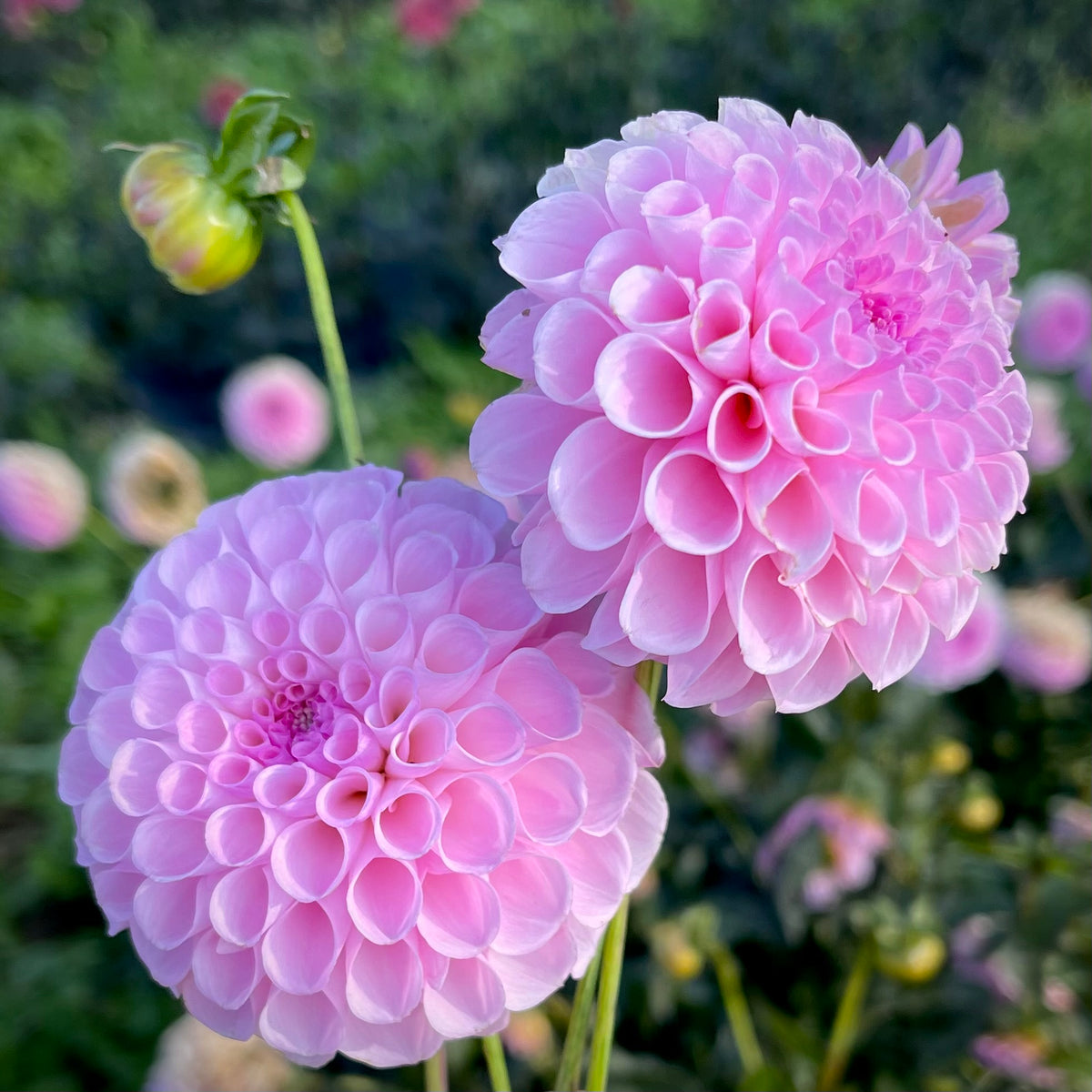 Dahlia 'Stolze Von Berlin' - Ball (1 farm tuber) – Lily's Garden Store