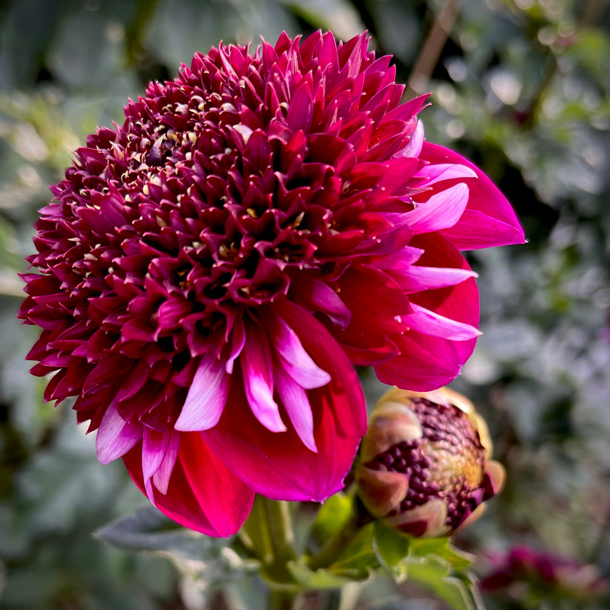 Dahlia 'Rosie Raven' Anemone form (1 tuber) Lily's Garden Store