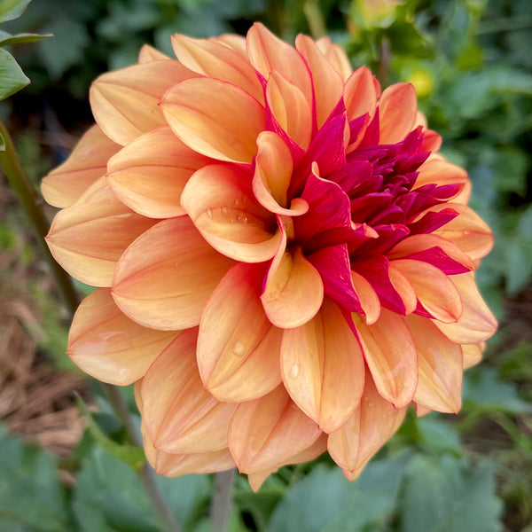 Dahlia Crème de Cognac