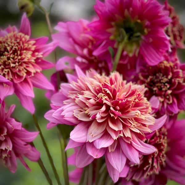 Dahlia Mambo
