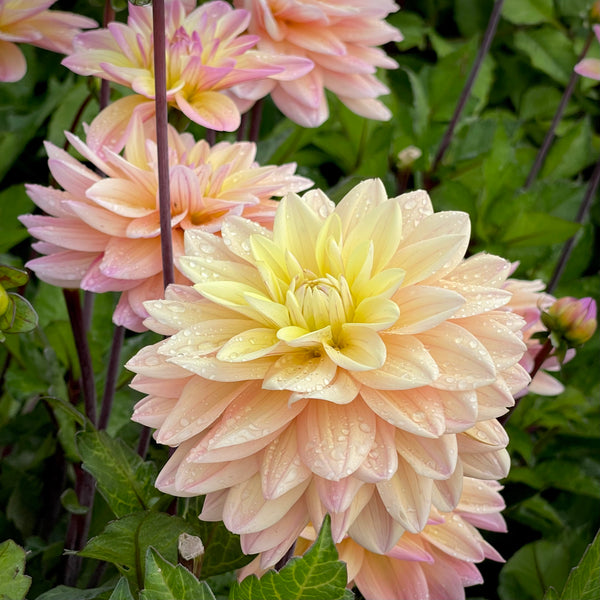 Dahlia 'Mondriaan' - Small Informal Decorative (1 farm tuber)