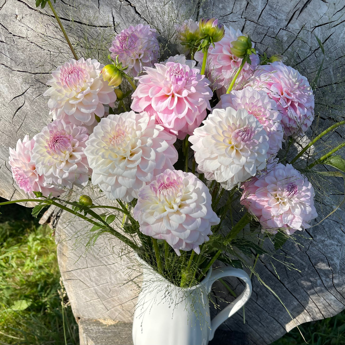 Dahlia 'Janick's Symphony' - Small Formal Decorative (1 farm tuber