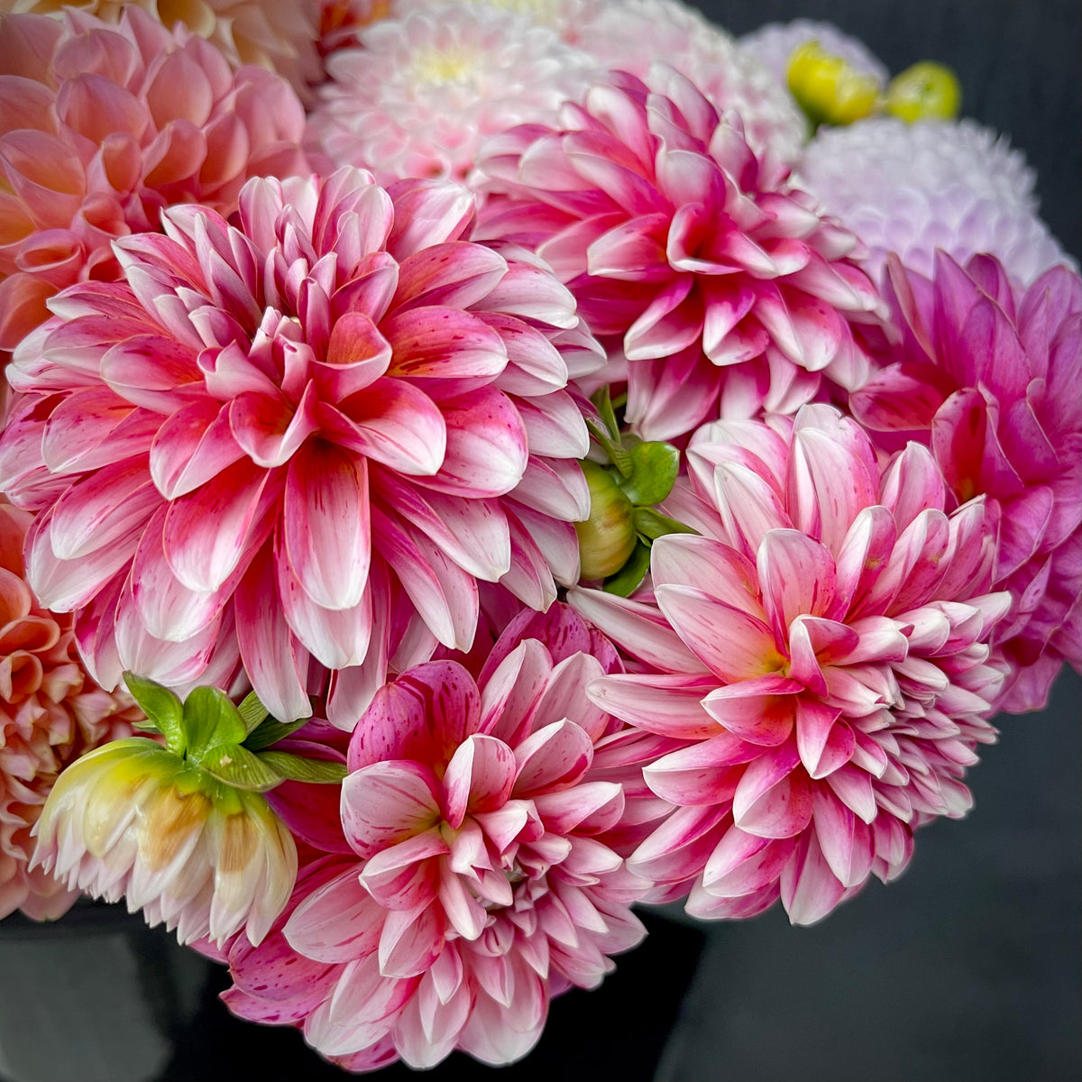 Dahlia 'Strawberry Cream' - Small Formal Decorative (1 farm tuber
