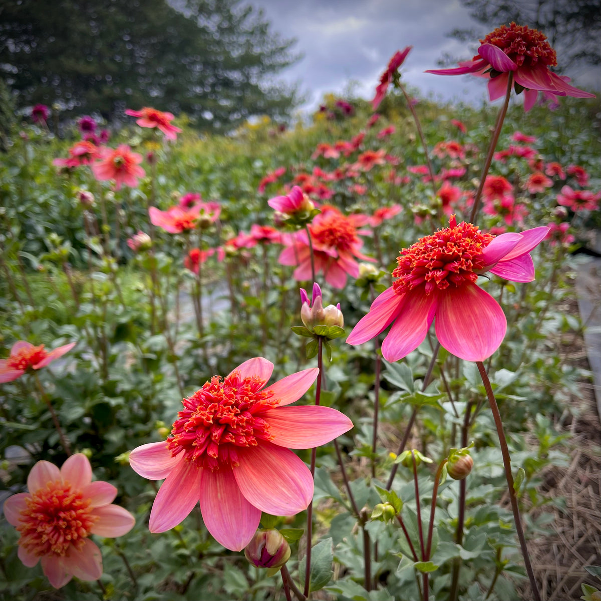 Dahlia 'Totally Tangerine'