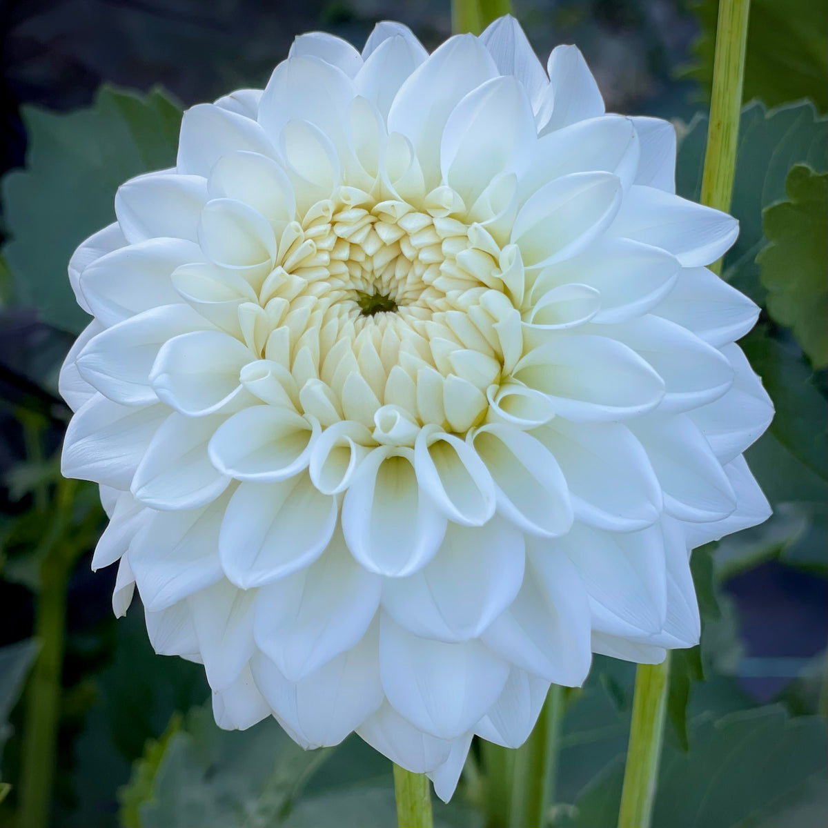 Dahlia 'Blizzard' - Small Formal Decorative (1 farm tuber