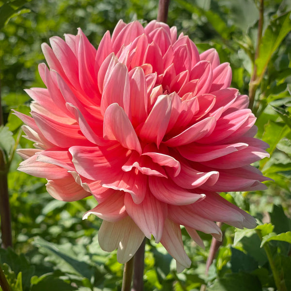 Dahlia Carolina Wagemans