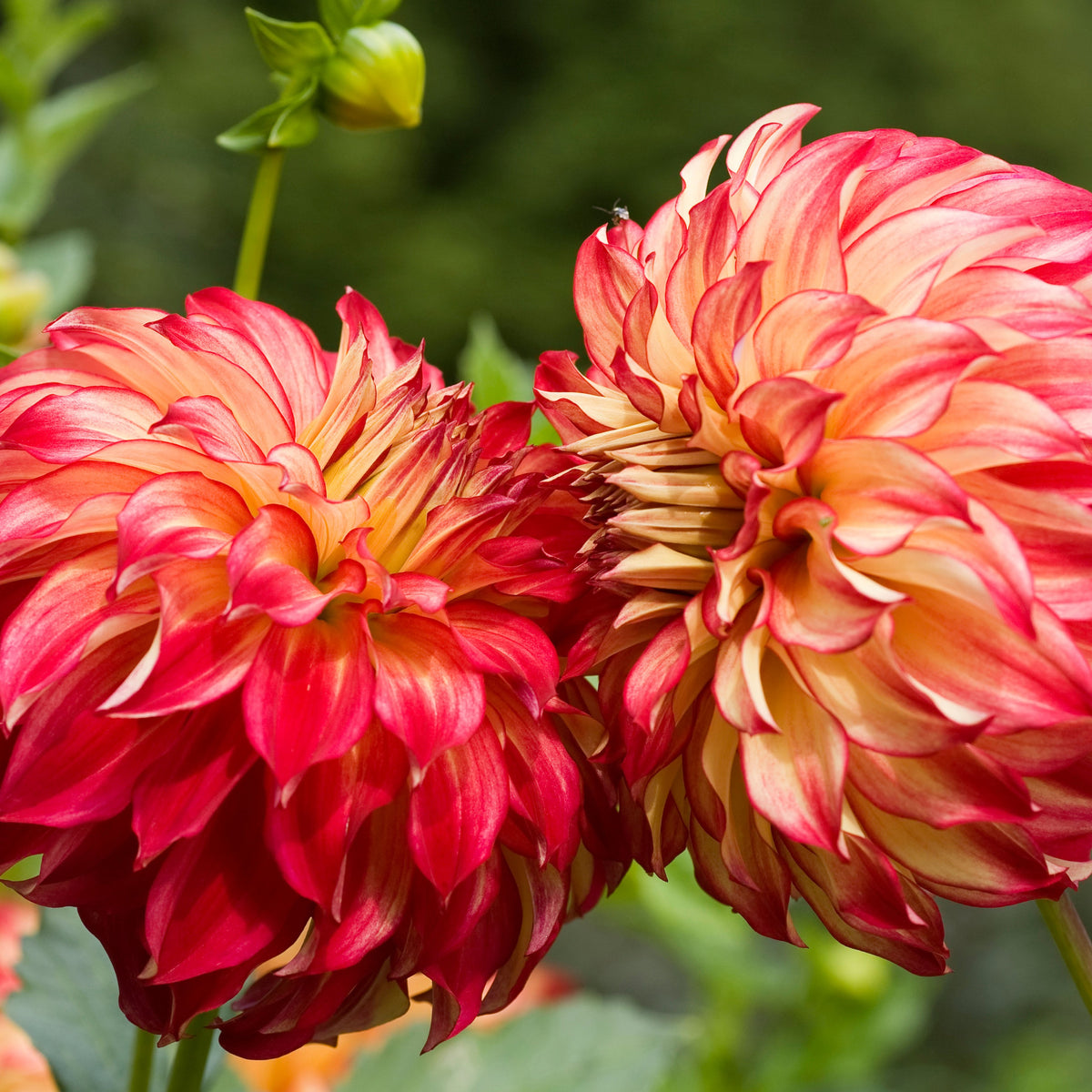 Dahlia 'Lady Darlene' Dinnerplate Formal Decorative (1 tuber) Lily