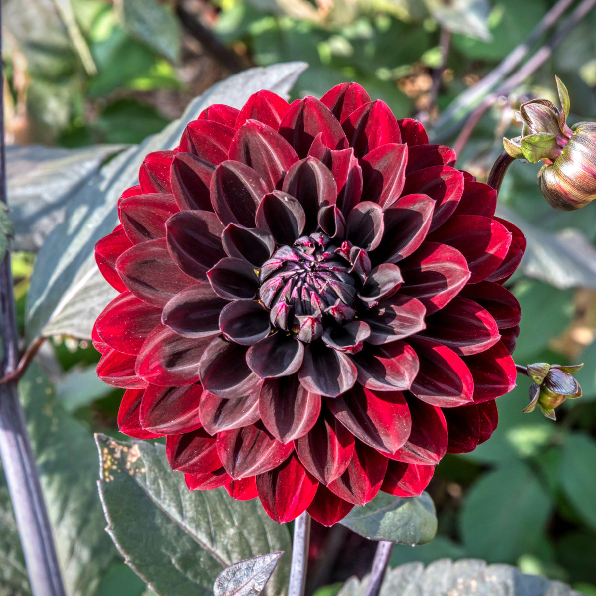 dahlia flower seed germination time Dahlia 'After Dusk'