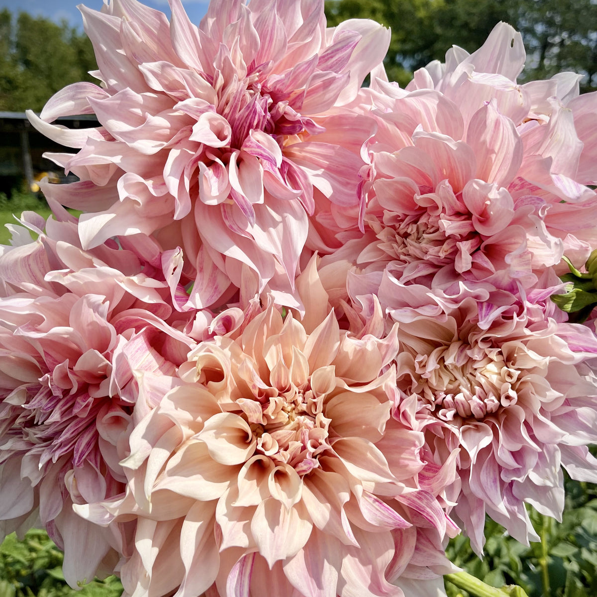 dahlia seeds cafe au lait Dahlia 'Cafe Au Lait'