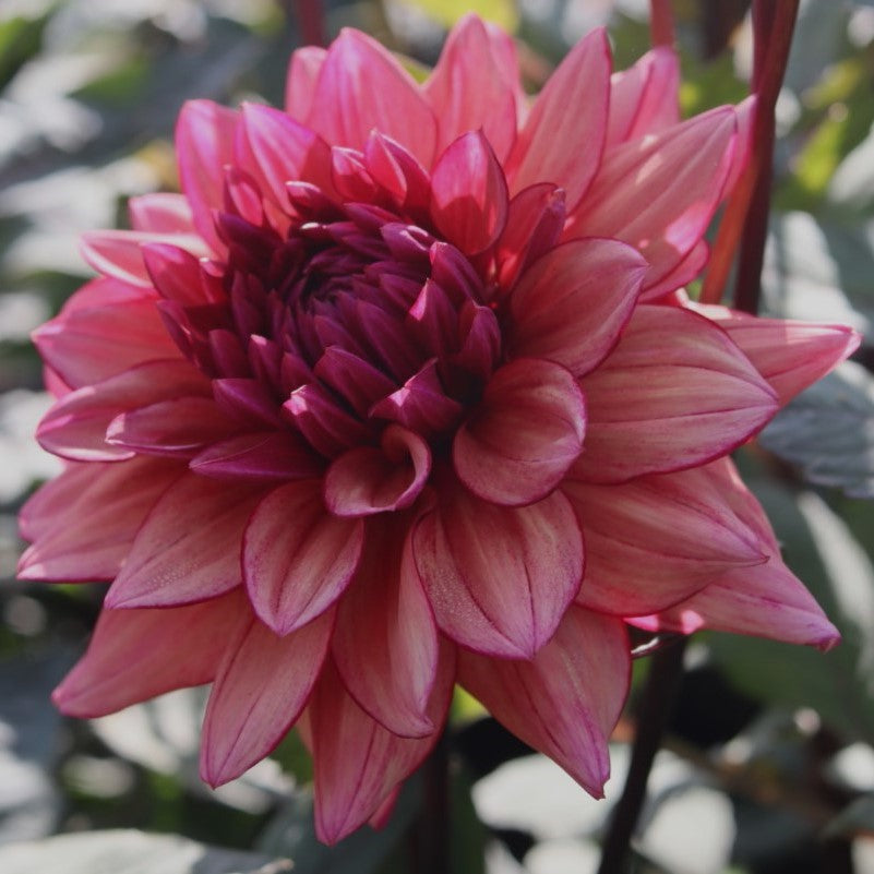 Dahlia 'Molly Raven' Informal Decorative (1 tuber) Lily's Garden Store