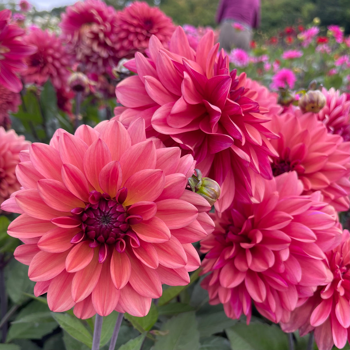 Dahlia 'Klara Zak' - Formal Decorative (1 imported tuber) – Lily's