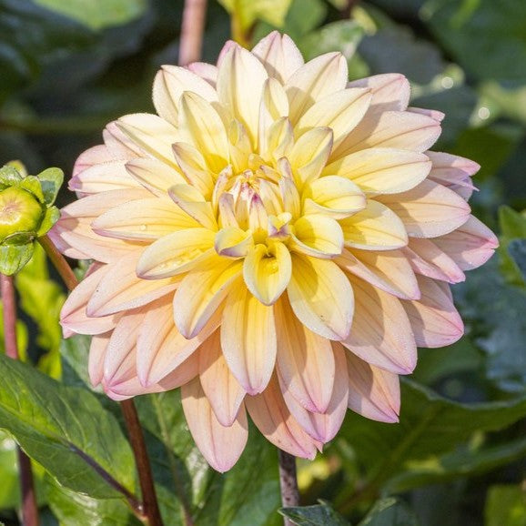 Dahlia 'Mondriaan' - Small Informal Decorative (1 farm tuber)