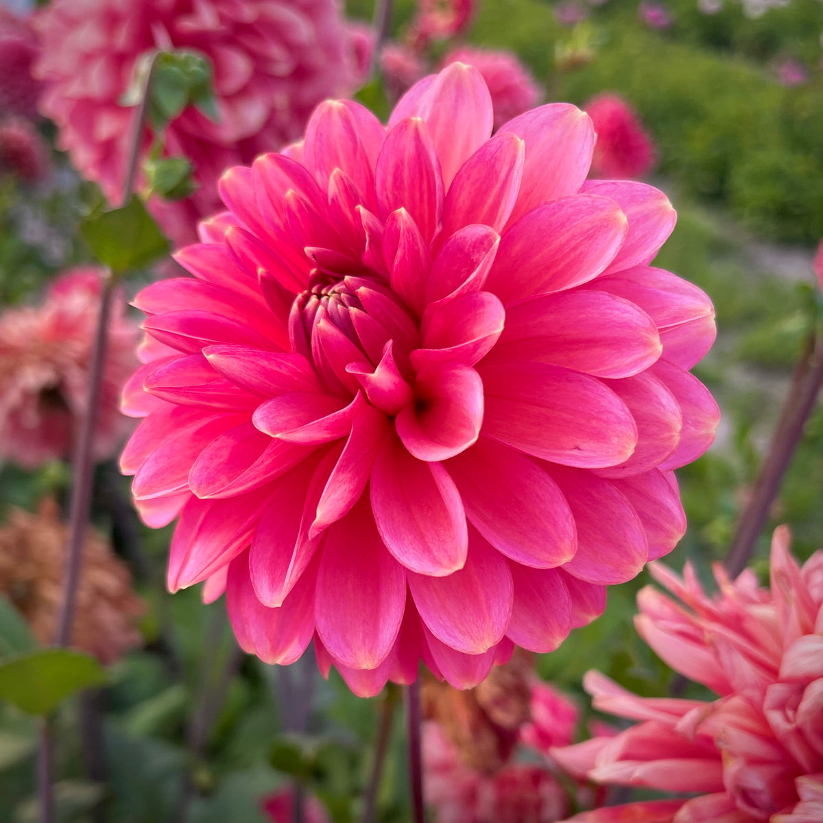 Dahlia 'Rina Bredie' - Formal Decorative (1 imported tuber