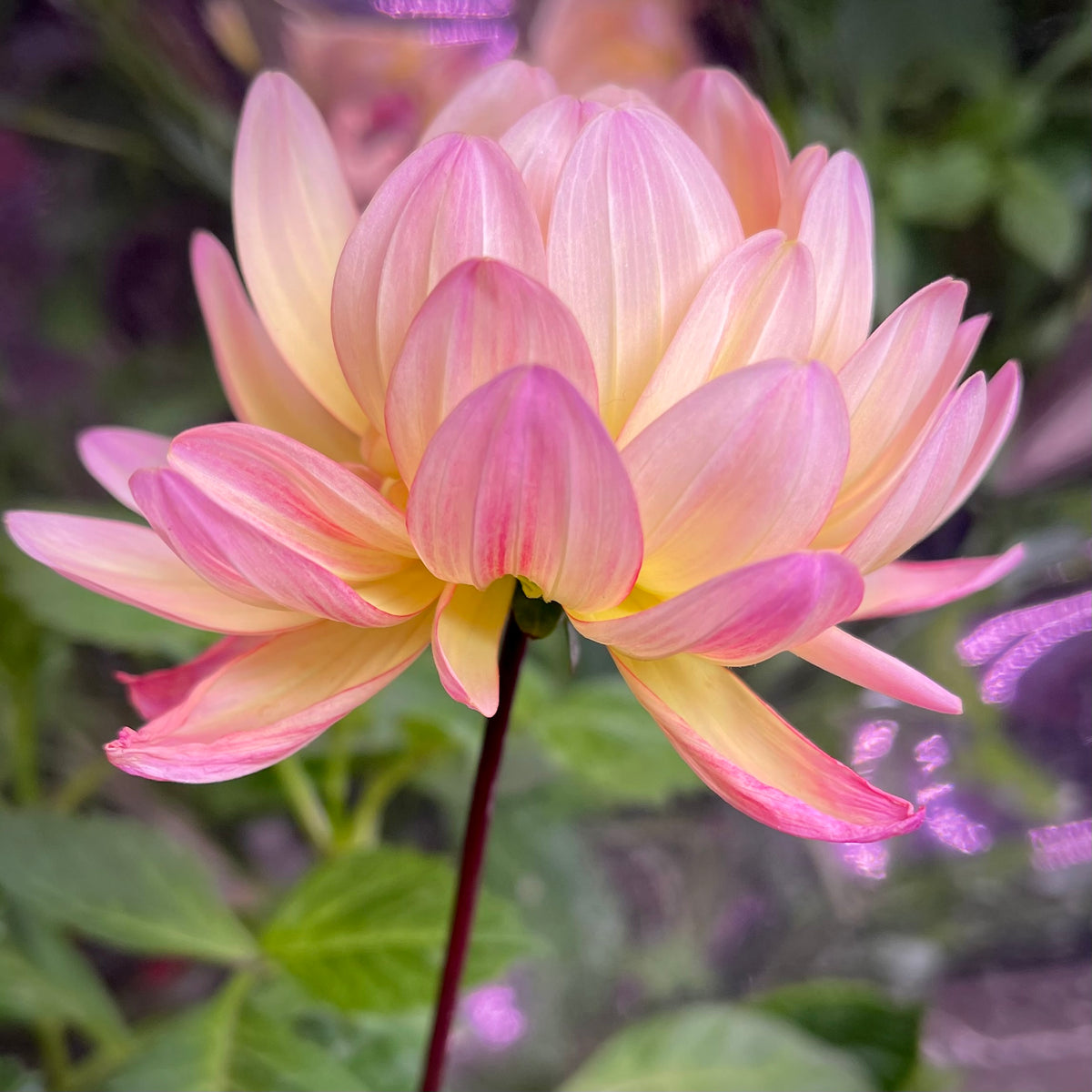 Dahlia_Sandia_Bliss_1200x1200.