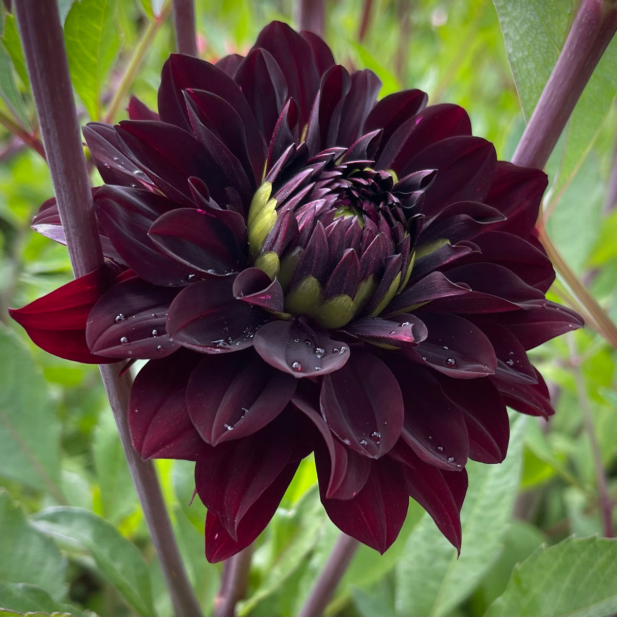 black dahlia plant Dahlia 'Czarny Charakter'
