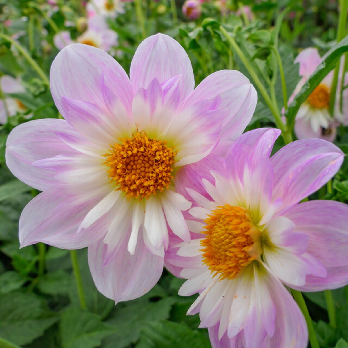 Dahlia 'Teesbrooke Audrey' - Collarette (1 farm tuber) – Lily's