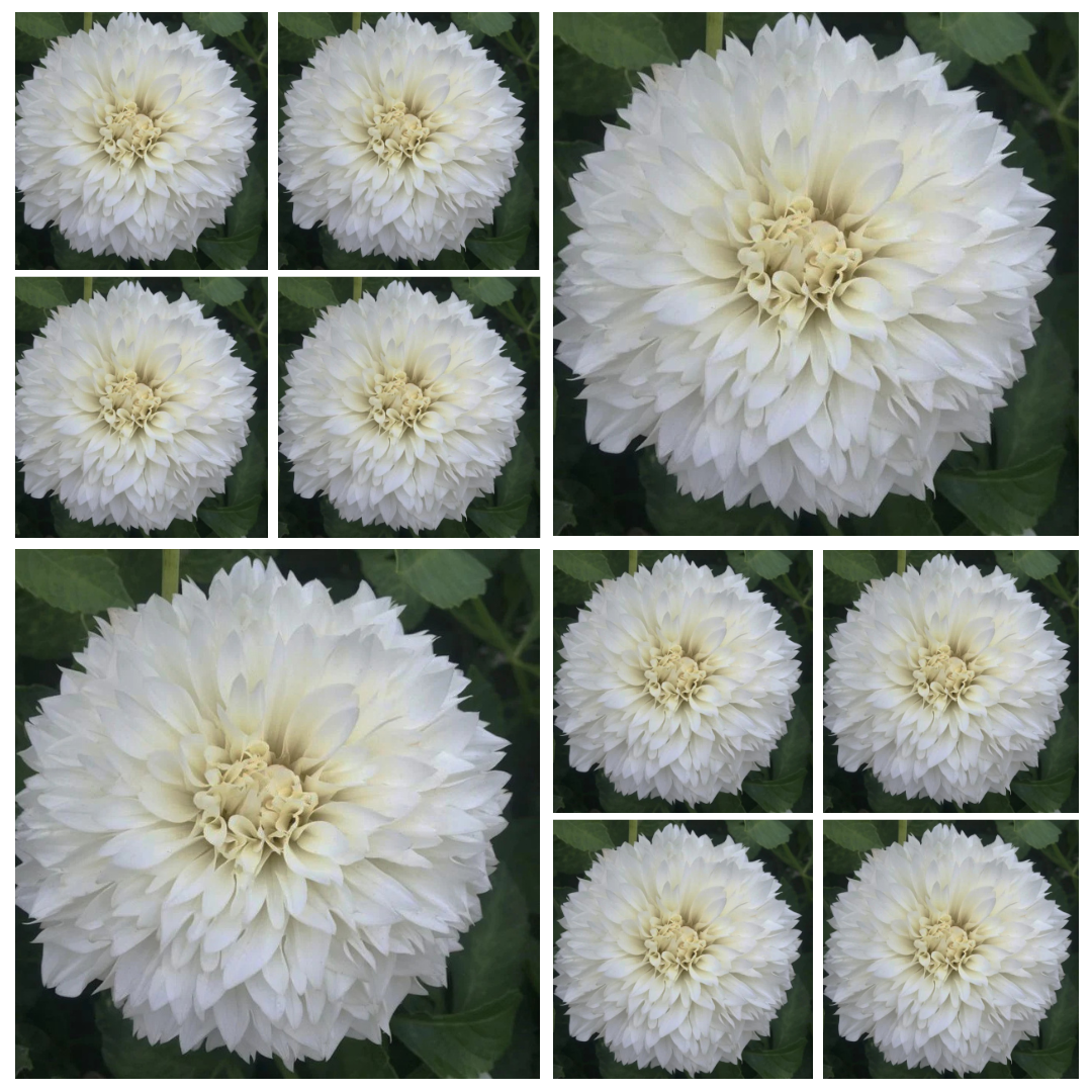 10-pack Dahlia 'Gitts Attention' - Medium Informal Decorative (10
