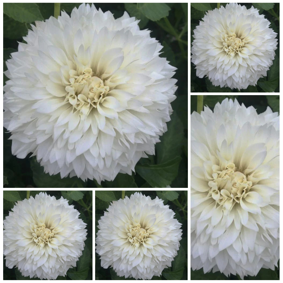 5-pack Dahlia 'Gitts Attention' - Medium Informal Decorative (5