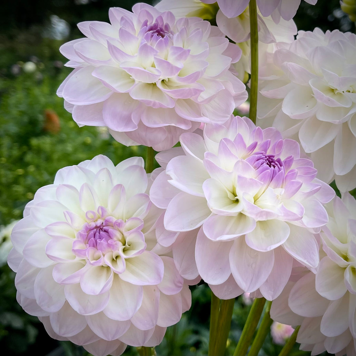 Dahlia 'Eveline' - Formal Decorative (1 farm tuber) – Lily's