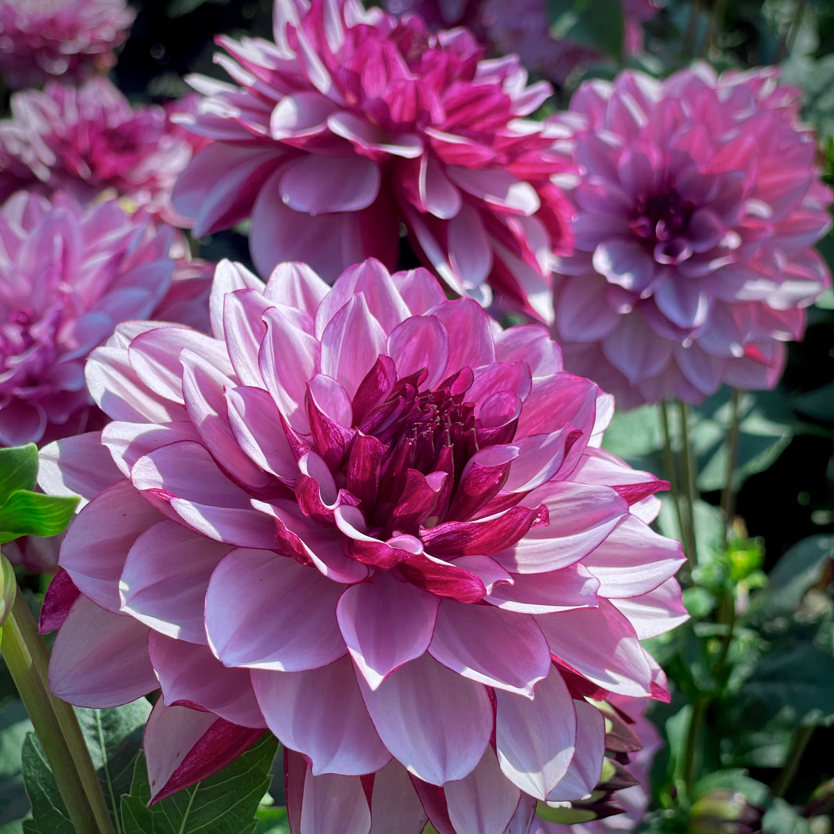 Dahlia 'Creme de Cassis'