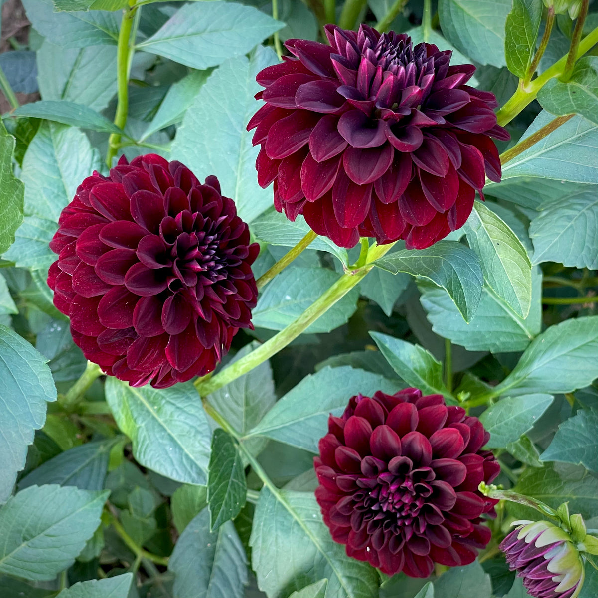 black satin dahlia seeds Dahlia 'La Recoleta'