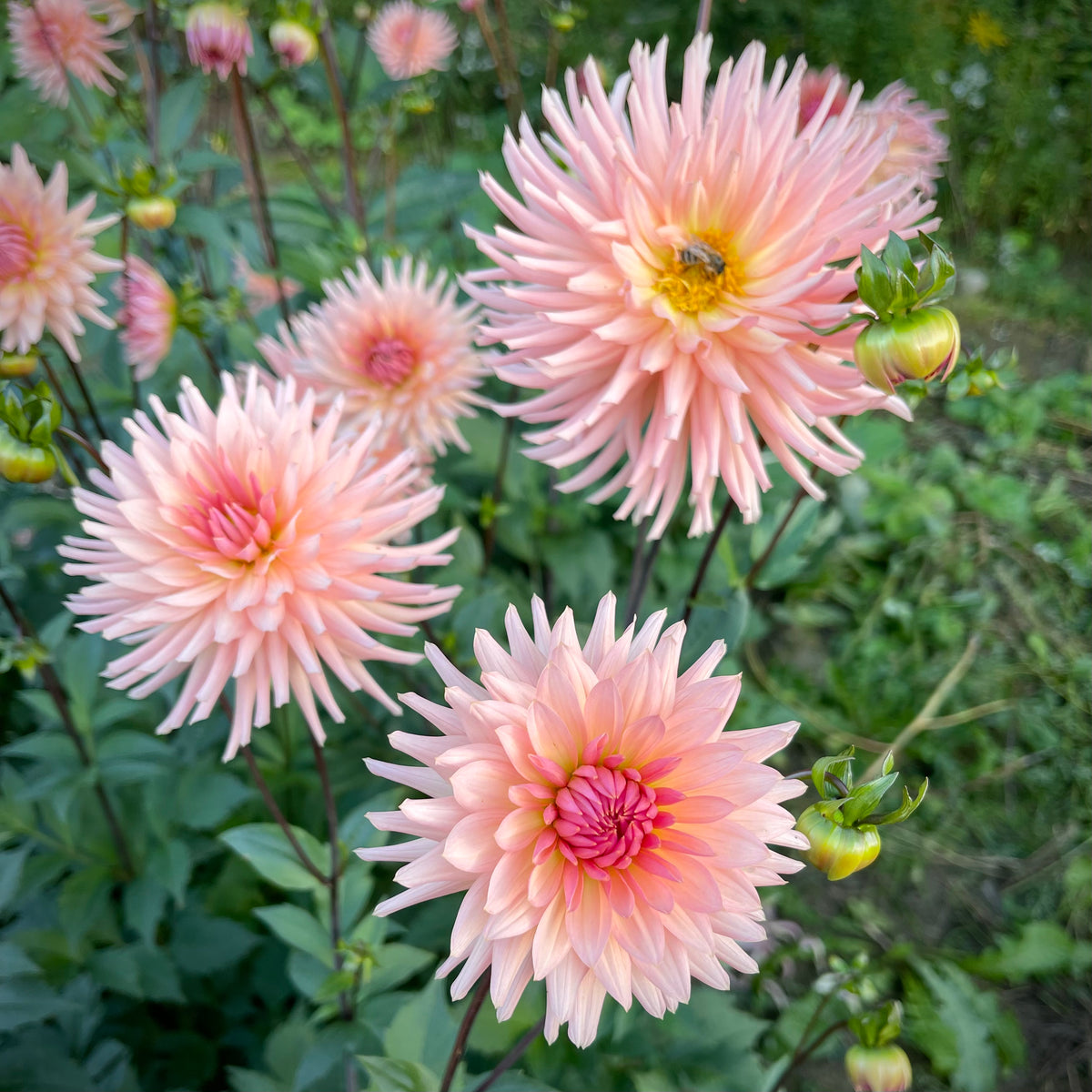 Dahlia 'Preference'