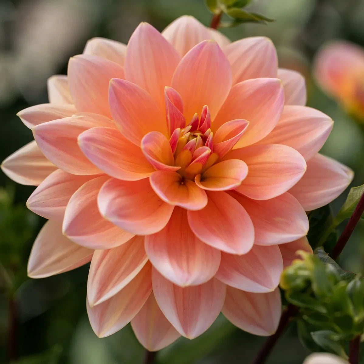 Dahlia 'Mister Frans' - Waterlily (1 farm tuber) – Lily's Garden Store