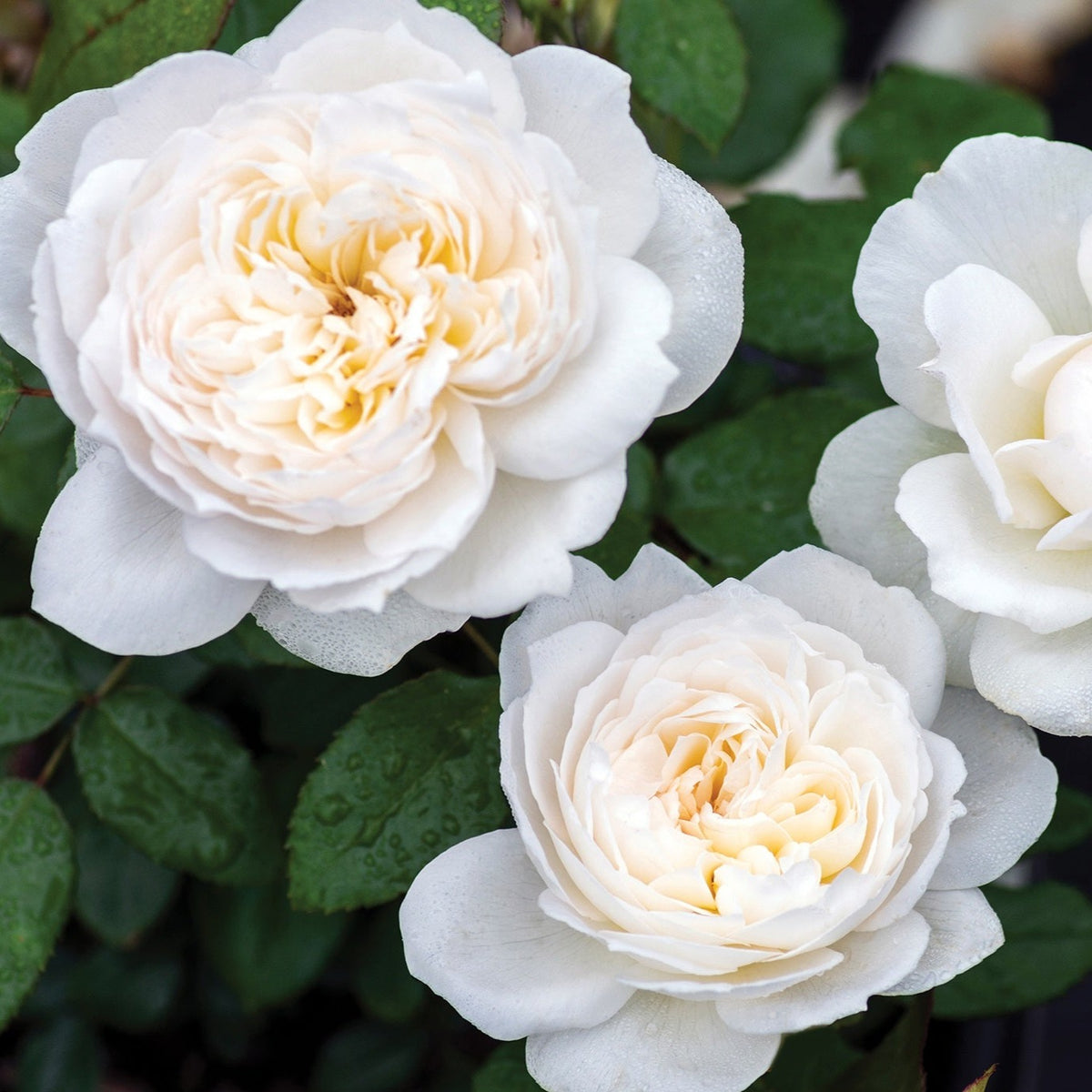 Rose Bolero (Bareroot) - Strong Fragrance – Lily's Garden Store