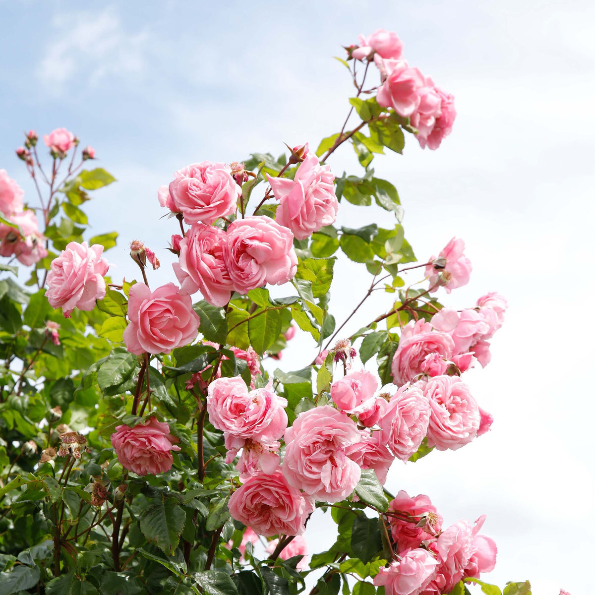 Rose Arborose Kiss Me Kate (Bareroot) - Extremly Fragrant