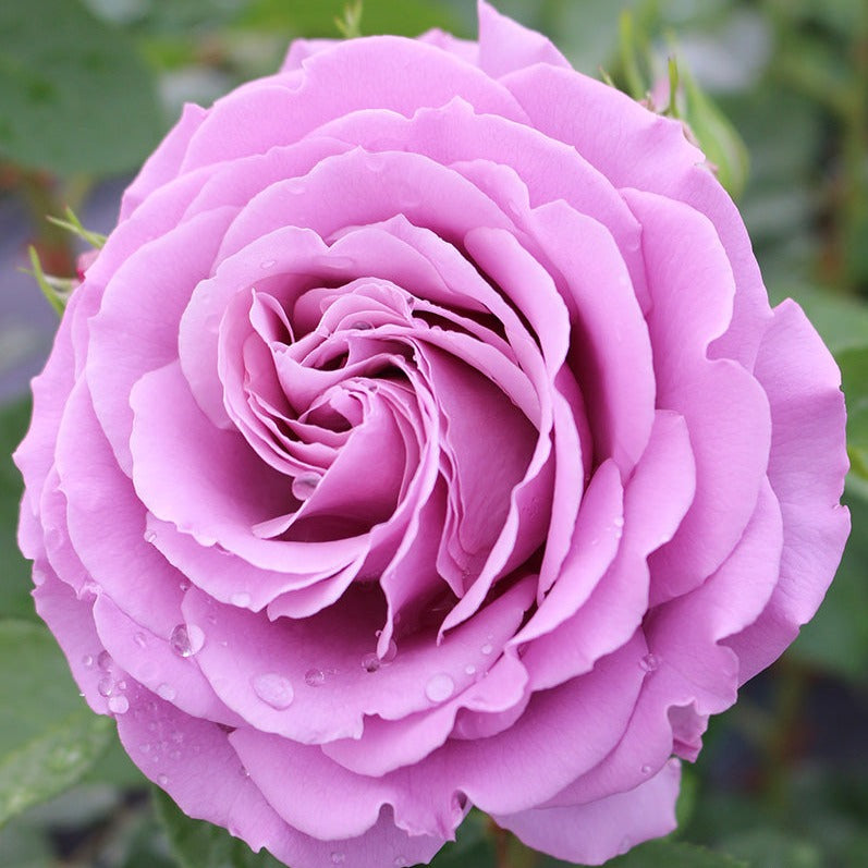 Rose Love Song