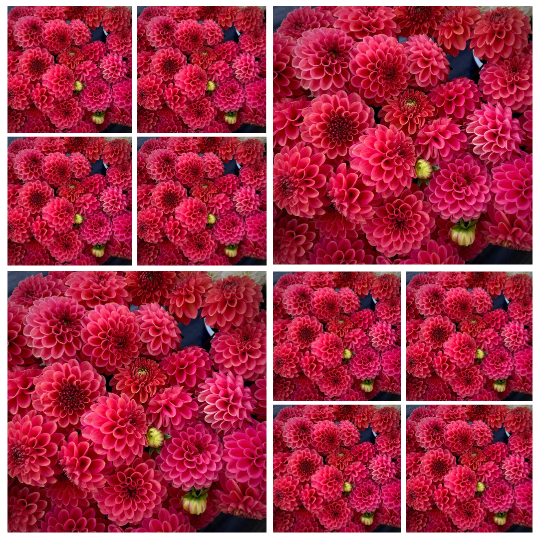 小物 dahlia dahlia 10-pack Dahlia 'Zundert Mystery Fox' - Ball (10 farm tubers