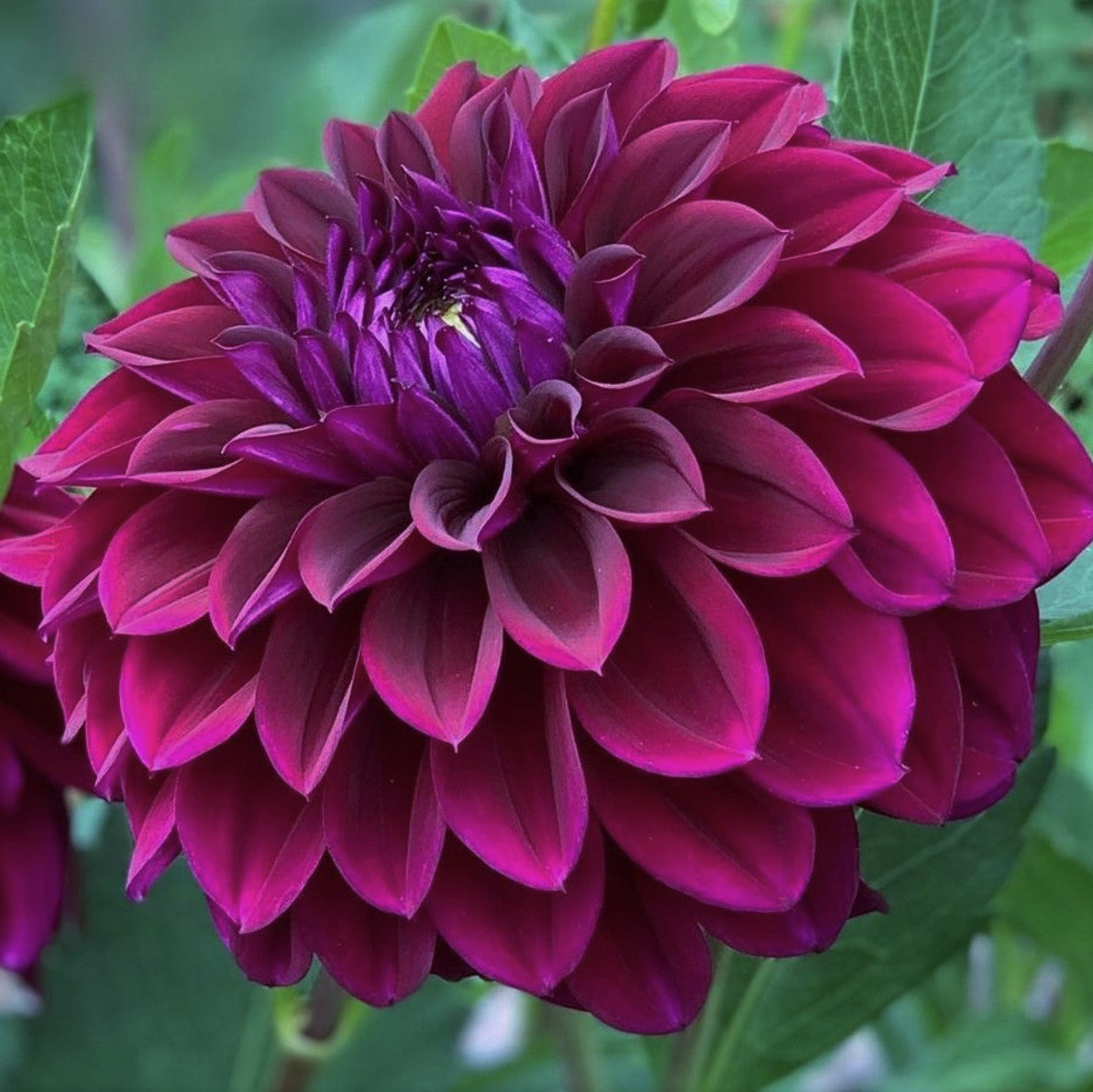 Dahlia 'Diva' Small Formal Decorative (1 tuber) Lily's Garden Store