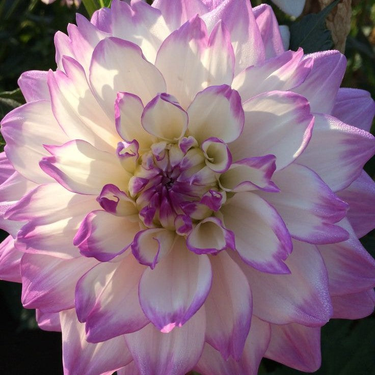 Dahlia 'Mikayla Miranda' Informal Decorative (1 tuber) Lily's