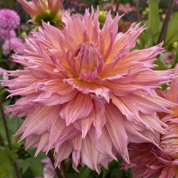 Dahlia 'Omega' - Dinnerplate Laciniated (1 farm tuber) – Lily's