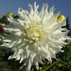 Dahlia 'Snowbound' - Large Informal Decorative (1 farm tuber)