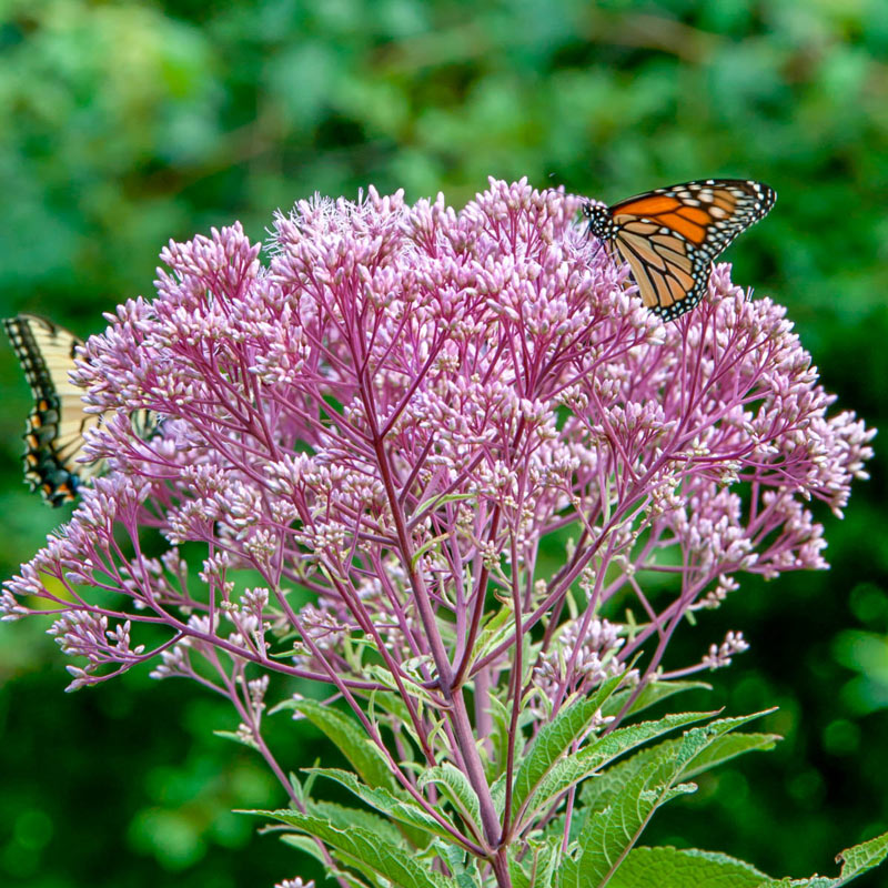 ontario native wildflower seeds Ontario Native / Pollinator Seeds