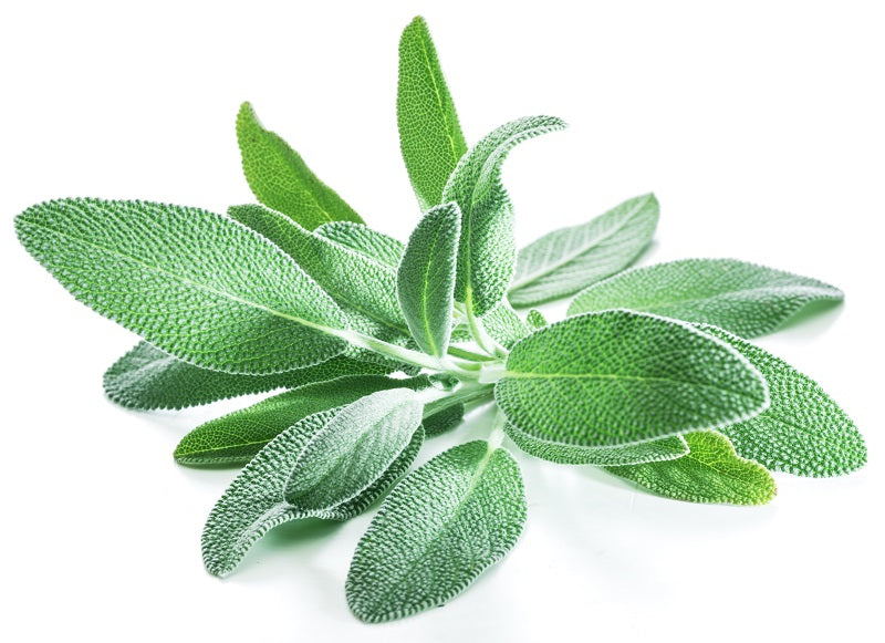 Sage, Culinary perennial