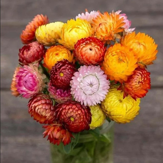 Strawflower Seed- Tall Mixed : Excellent Dried Flowers.