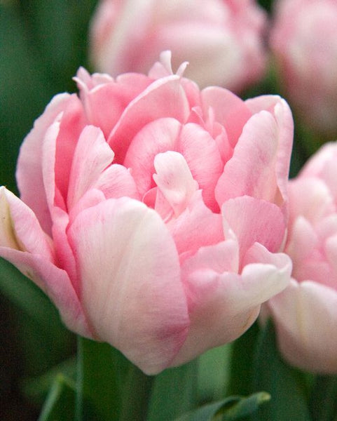 Tulip ‘Foxtrot’ (Early Spring) - 10 bulbs