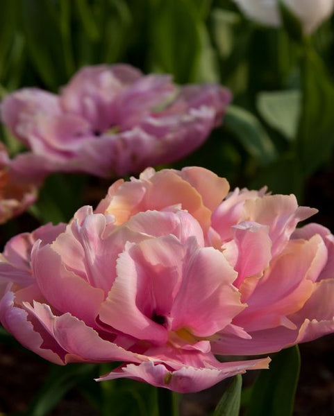 Tulip ‘Pink Star’ (Late Spring) - 10 bulbs