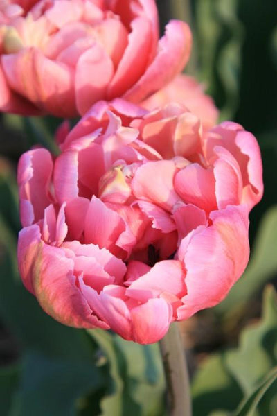 Tulip ‘Pink Star’ (Late Spring) - 10 bulbs