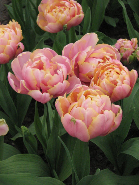 Tulip ‘Pink Star’ (Late Spring) - 10 bulbs